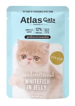 white fish in jelly for kitten