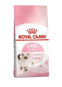 kitten