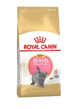 british shorthair kitten