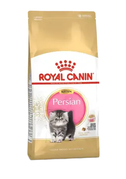 persian kitten