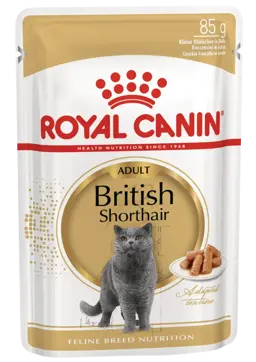 british shorthair gravy