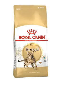 bengal adult