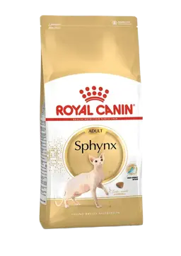 sphynx adult