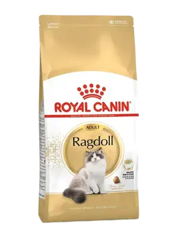 ragdoll adult