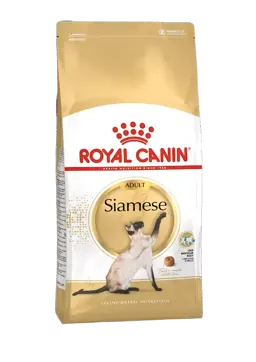 siamese adult