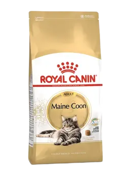 maine coon adult