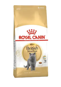 british shorthair adult