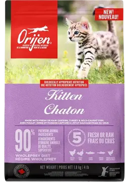 kitten