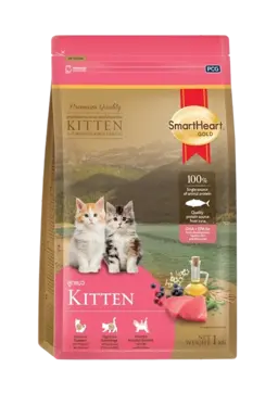 kitten
