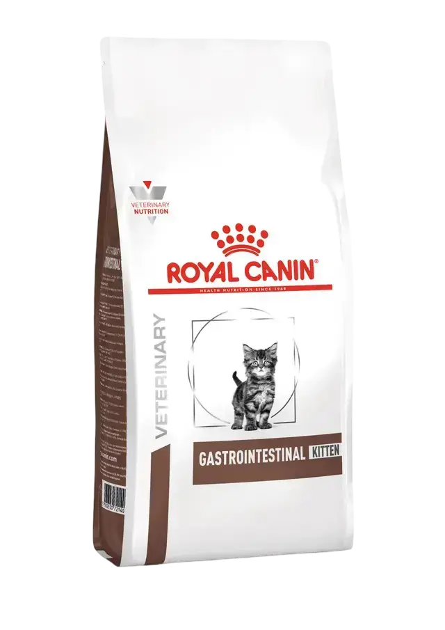 gastrointestinal kitten