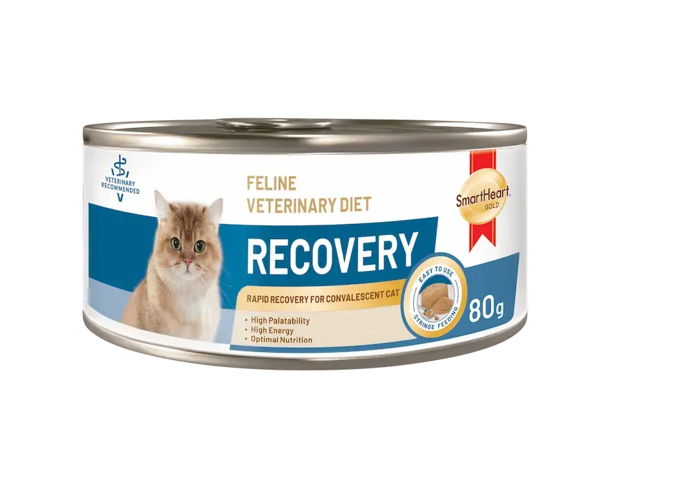 feline veterinary diet recovery