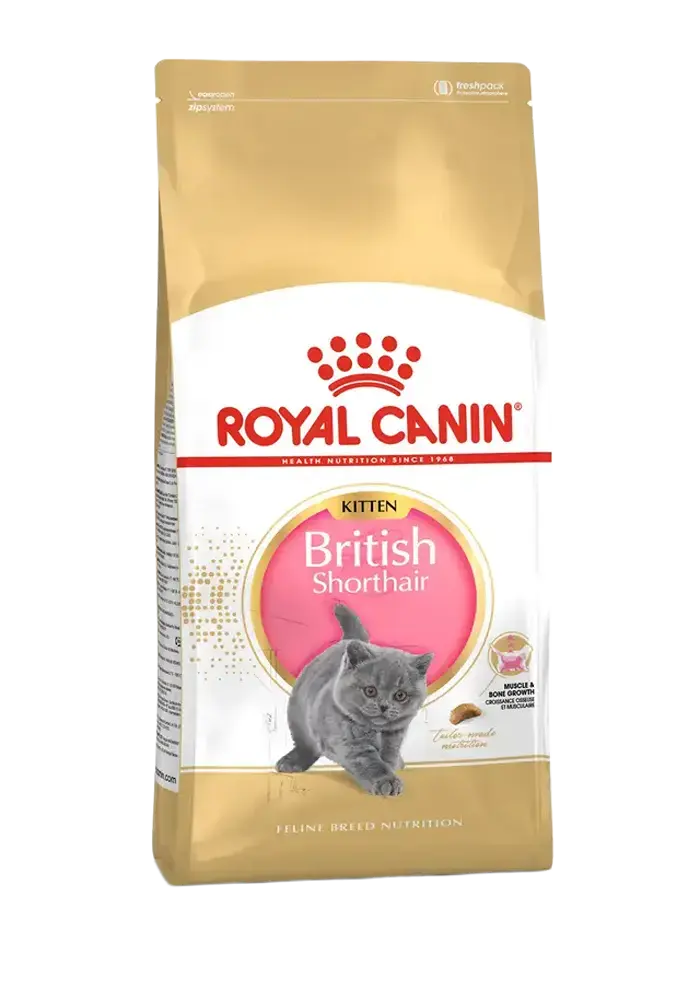 british shorthair kitten