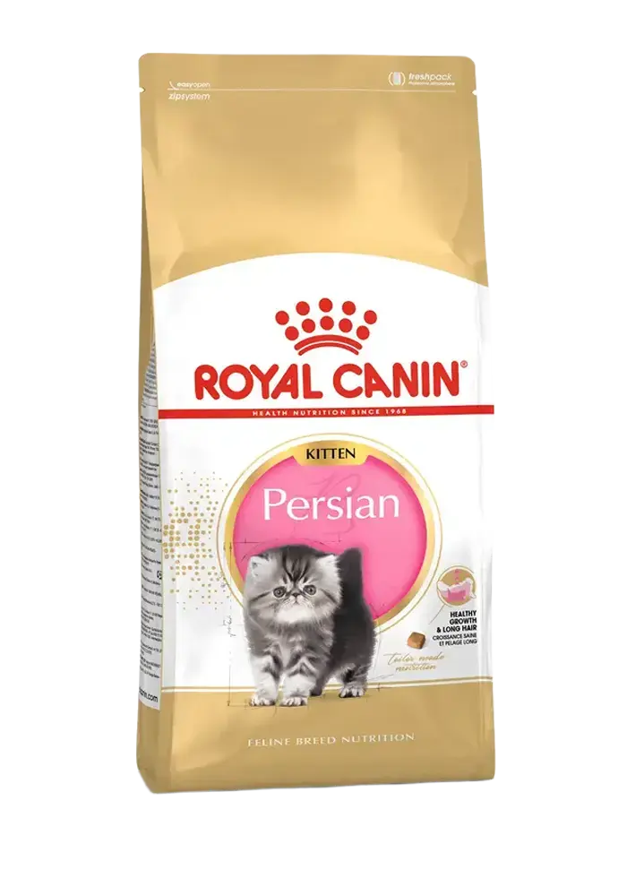 persian kitten