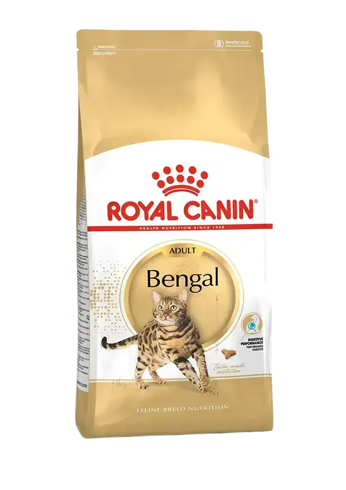 bengal adult