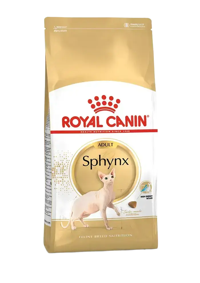 sphynx adult