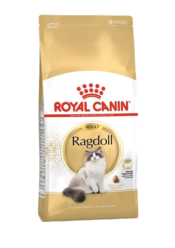 ragdoll adult