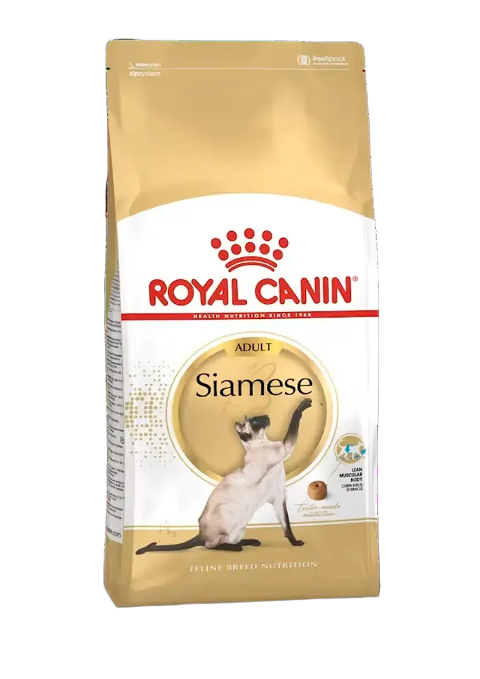 siamese adult