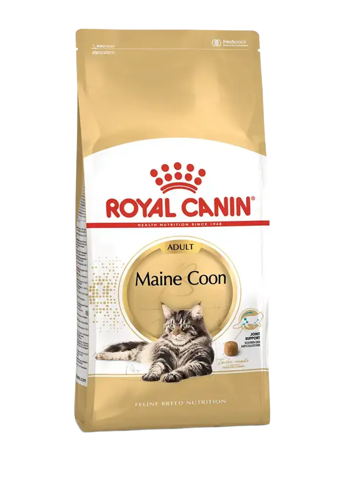 maine coon adult