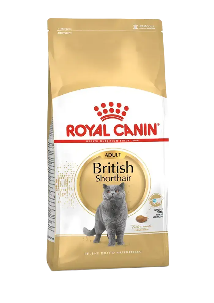 british shorthair adult