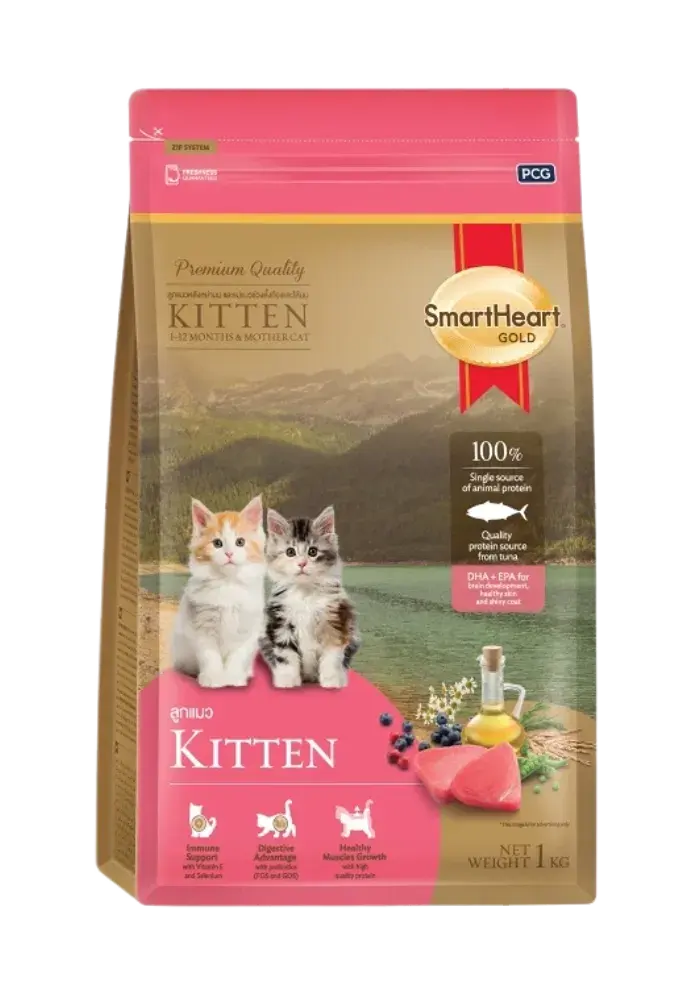 kitten